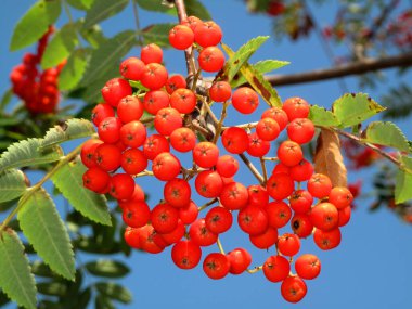 Mavi gökyüzü ile avcıların meyveleri Rowan (Sorbus aucuparia)