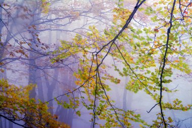 Irati Ormanı 'ndaki sonbahar kayın ormanında sis. Navarre. İspanya