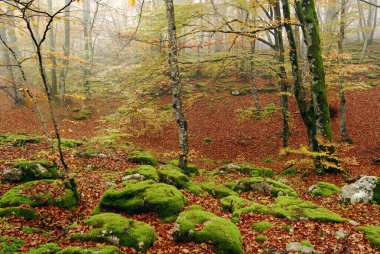 Irati Ormanı 'nda sonbahar kayın ormanı. Navarre. İspanya