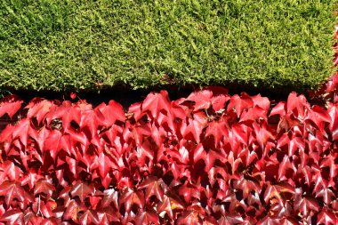 Partenocissus triküpidata with fall color and Leyland cypress (Cupressus * leylandii) in a country house