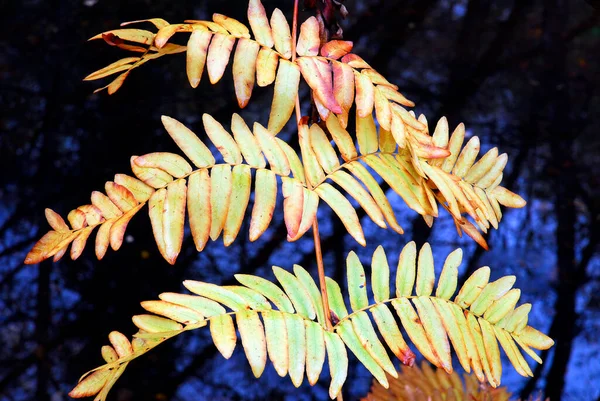 秋天皇家蕨类Osmunda Regalis的叶子 — 图库照片