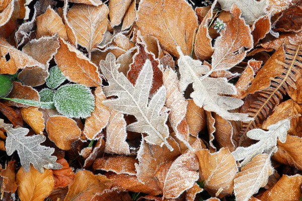 Oak Beech Leaves Floor — Stock Photo, Image