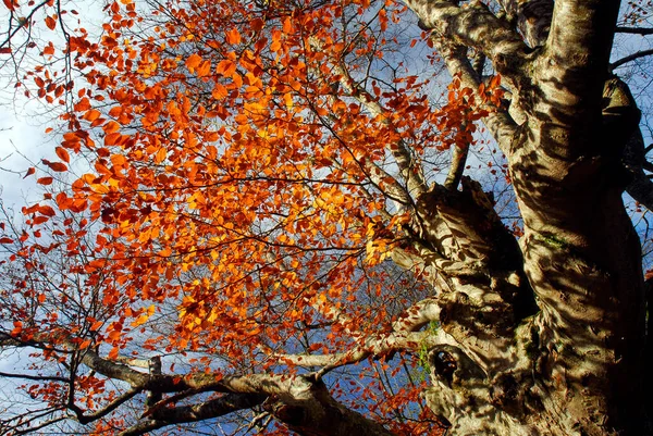 Zweige Einer Buche Mit Den Farben Des Herbstes — Stockfoto