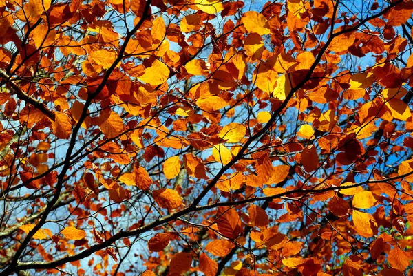 Liście Buku Ukazujące Kolory Jesieni — Zdjęcie stockowe