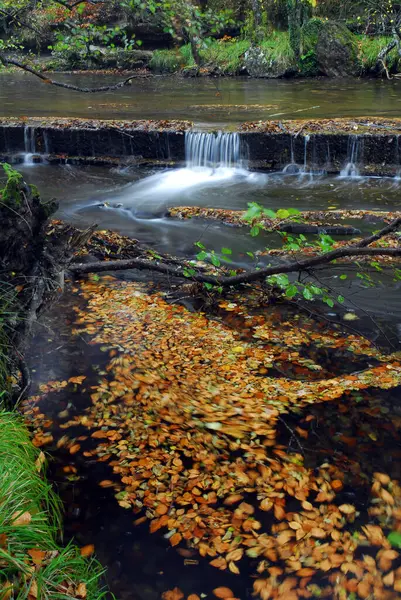 川に落ちた紅葉 — ストック写真