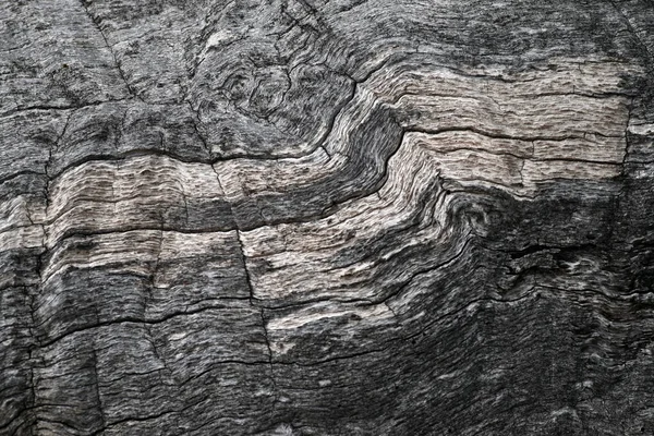 木の樹皮の乾燥した質感 — ストック写真
