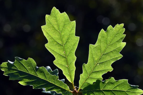 Szeszélyes Tölgyfa Quercus Petraea Háttérvilágítású Levelei — Stock Fotó