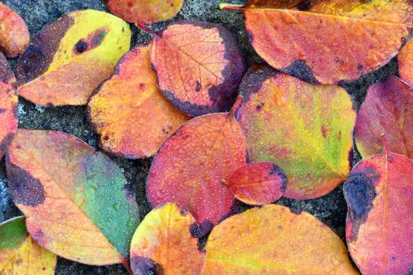 Jesienne Kolorowe Liście Ziemi — Zdjęcie stockowe