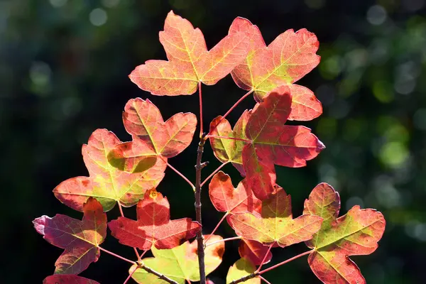 Liście Klonu Montpellier Acer Monspessulanum Kolorach Jesiennych — Zdjęcie stockowe
