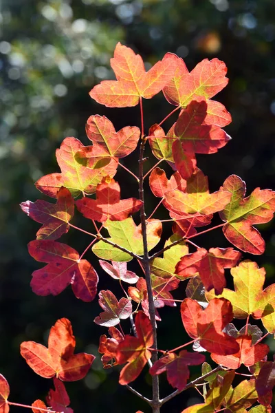 Zweig Mit Blättern Des Montpellier Ahorns Acer Monspessulanum Mit Herbstlichen — Stockfoto