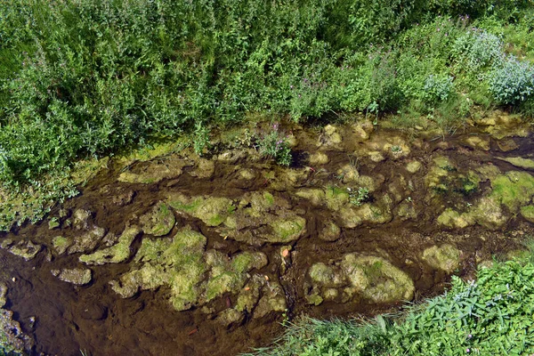 川の藻類による富栄養化 — ストック写真