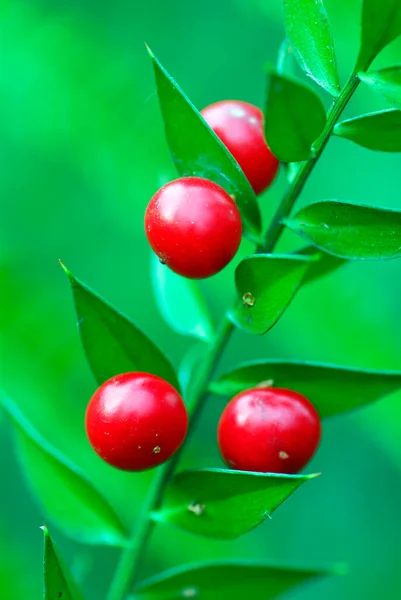 Fruits Butcher Broom Ruscus Aculeatus Green Background — Stock Photo, Image
