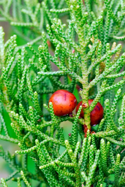 Плоды Листья Финикийского Можжевельника Juniperus Phoenicea — стоковое фото