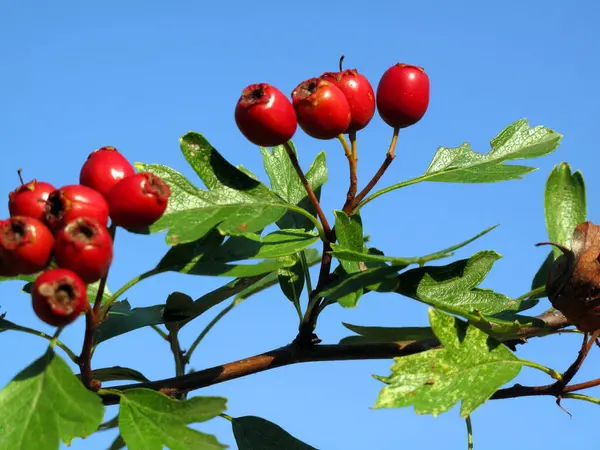 Hawthorn Meyveleri (Crataegus monogyna)