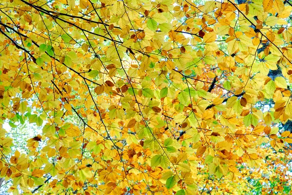 Gałęzie Bukowe Jesienią Lesie Irati Nawarra Hiszpania — Zdjęcie stockowe