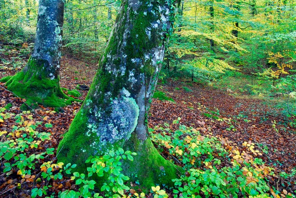 Hêtraie Automnale Dans Forêt Irati Navarre Espagne — Photo