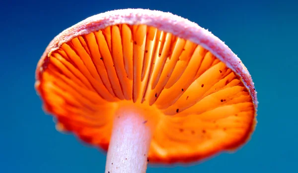 Oranžová Houba Ukazuje Čepele Které Produkují Spóry — Stock fotografie