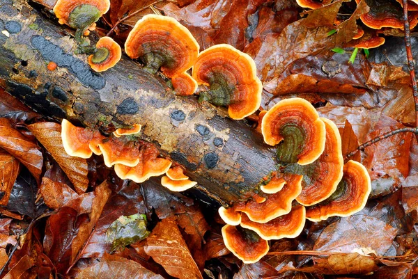 Trametes versicolor, ölü bir ağaçta yetişen güzel bir mantar.