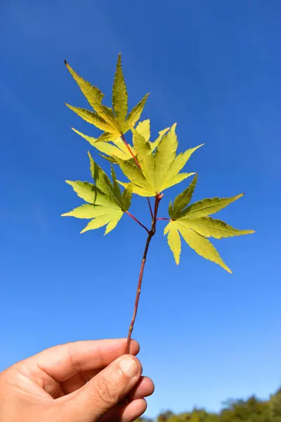 Кленовые Листья Acer Palmatum Держатся Руках Против Голубого Неба — стоковое фото