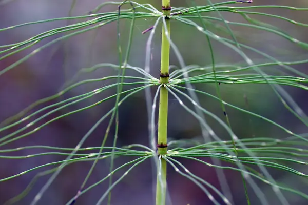 Horsetail Equisetum Лесу Лекарственное Растение — стоковое фото