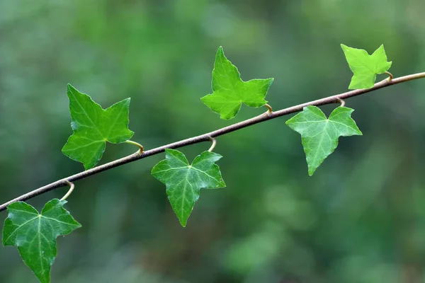 Ivy Levelek Hedera Helix Nedves Erdőben — Stock Fotó