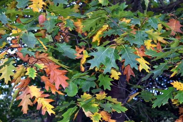 Amerikan Meşesi Yaprakları Quercus Rubra — Stok fotoğraf