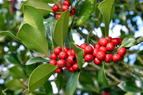 stock image Holly branch (Ilex aquifolium) with fruits in autumn and winter