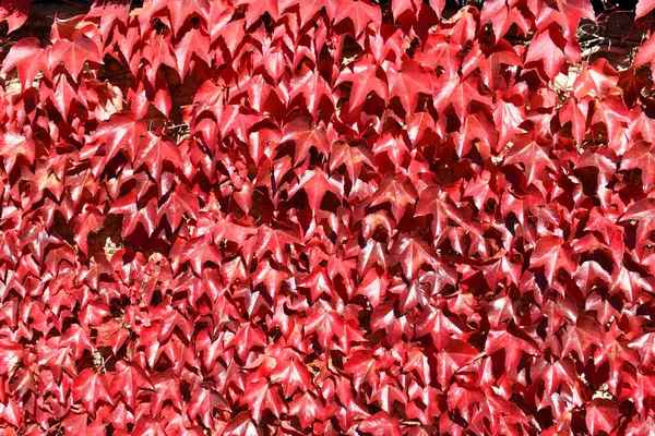 Parthenocissus Tricuspidata Fall Color Wall Country House — Stock Photo, Image