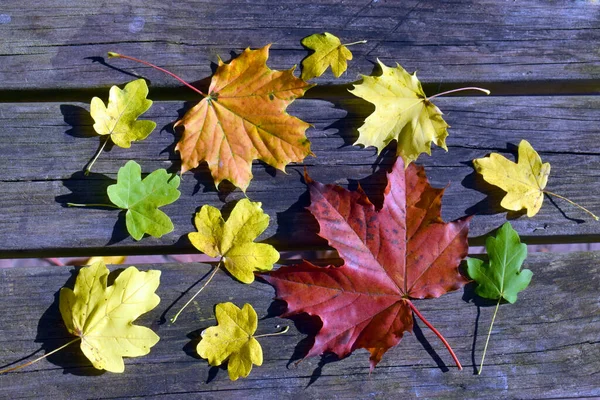 Liść Różny Rodzaj Klon Jesienny Kolor Drewniany Stół — Zdjęcie stockowe