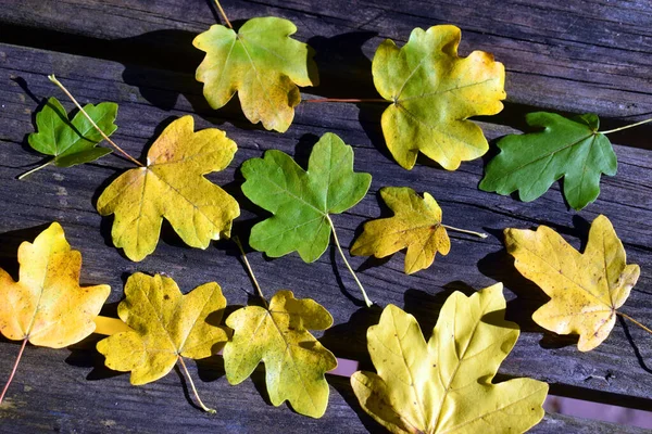 Liście Klonu Wiejskiego Acer Campestre Jesiennymi Kolorami Drewnianym Stole — Zdjęcie stockowe