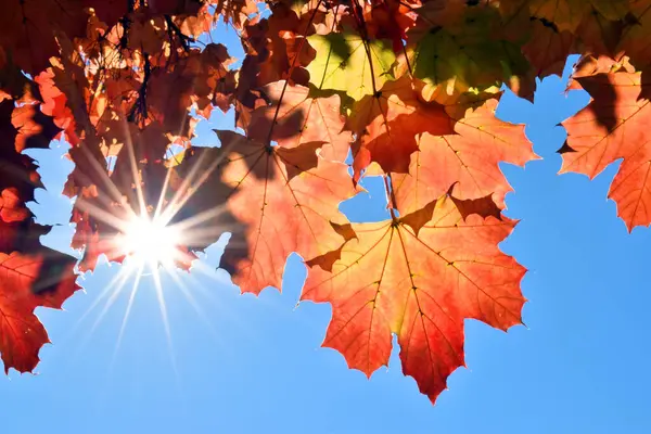 Liść Klonu Podświetlony Słońcem Błękitnym Niebem — Zdjęcie stockowe