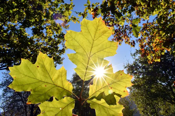 Liście Dębu Amerykańskiego Quercus Rubra Podświetlanych Kolorach Jesiennych Rozbłyskiem Słońca — Zdjęcie stockowe