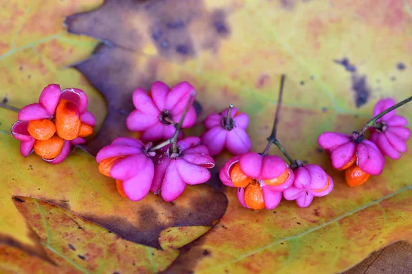 Плоды Европейского Веретена Euonymus Europaeus Некоторых Листьях Осенью — стоковое фото