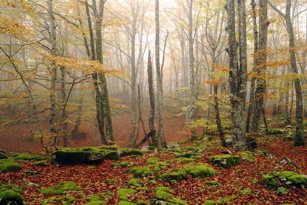 Autumn Beech Forest Irati Forest Navarre Spain Stock Picture
