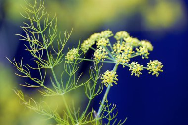 Çiçekteki rezene (Foeniculum vulgare) koyu arkaplana karşı