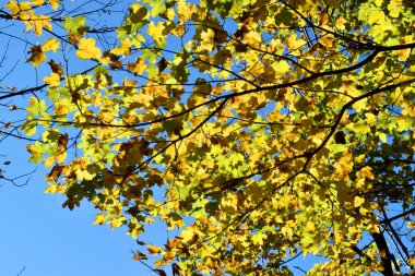 Kırsal akçaağaç yaprakları (Acer campestre)