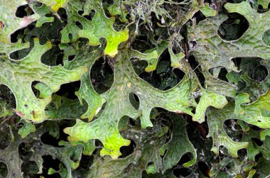 Lichen Lobaria Pulmonaria ağaç gövdesinde. Bu liken iyi hava kalitesini gösterir.