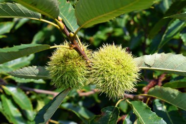 Kestane ağacının dallarında kestaneler (Castanea sativa)