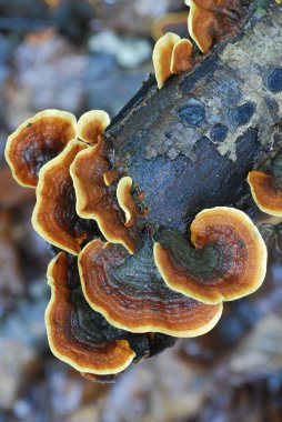 Ölü kayın ağacında çok renkli mantar (Trametes versicolor)