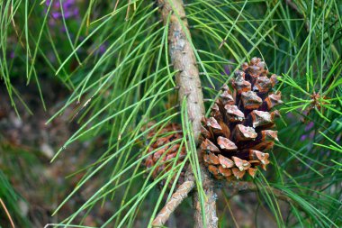 Deniz çam yaprakları ve koni (Pinus pinaster)