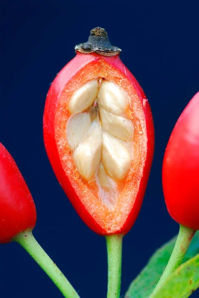 Спелые Шиповник Rosa Показывая Семена Внутри Съедобный Фрукт Целебными Свойствами — стоковое фото