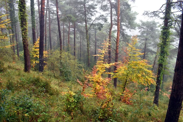 Kamu Parkında Sonbahar Toprağı — Stok fotoğraf