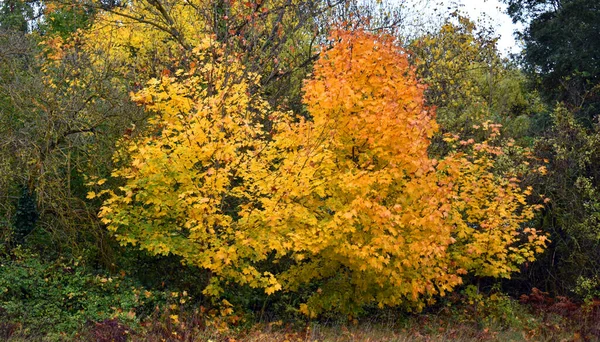 Autumn Maples Valderejo Natural Park Alava Basque Country Spain — Stock Photo, Image