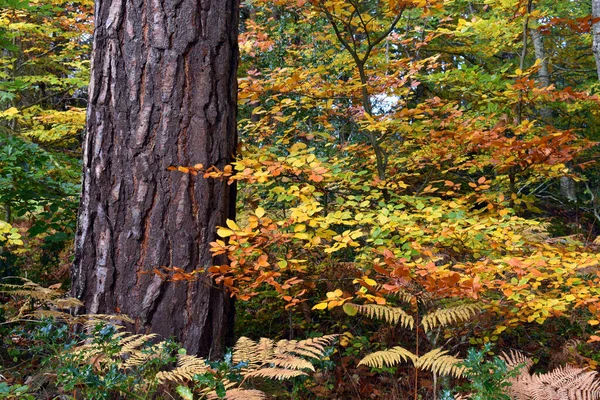 Buki Jesiennymi Liśćmi Parku Naturalnym Valderejo Alawa Hiszpania — Zdjęcie stockowe