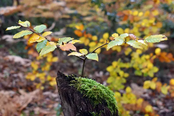 Herbstlicher Boden Einem Öffentlichen Park — Stockfoto