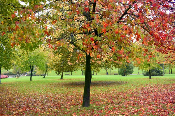 Liquidambar Baum Mit Fallendem Laub Einem Öffentlichen Park — Stockfoto