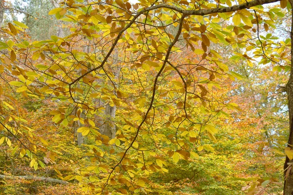 Gałęzie Buka Jesiennymi Liśćmi Lesie — Zdjęcie stockowe