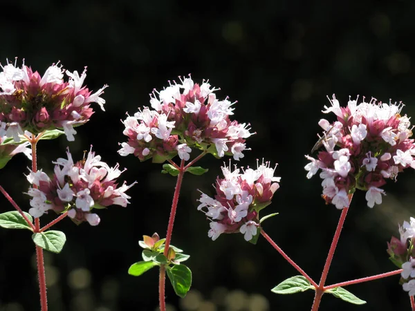 Fleurs Origan Origanum Vulgare Une Plante Qui Est Utilisée Comme — Photo