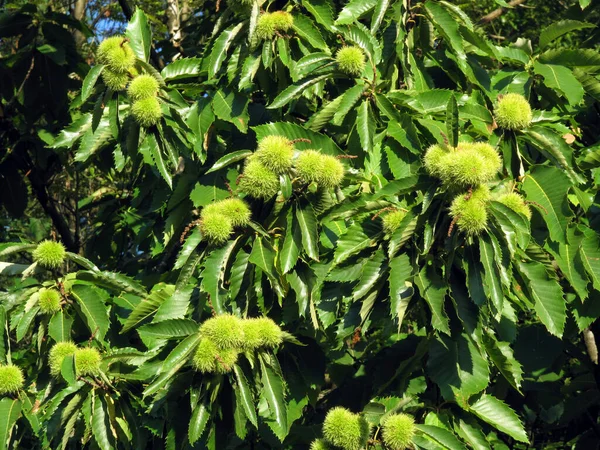 Sonbaharda meyve ve kestanelerle dolu tatlı kestane (Castanea sativa)