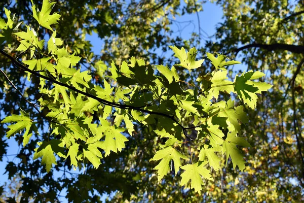 Feuilles Érable Acer Contre Lumière Dans Parc — Photo